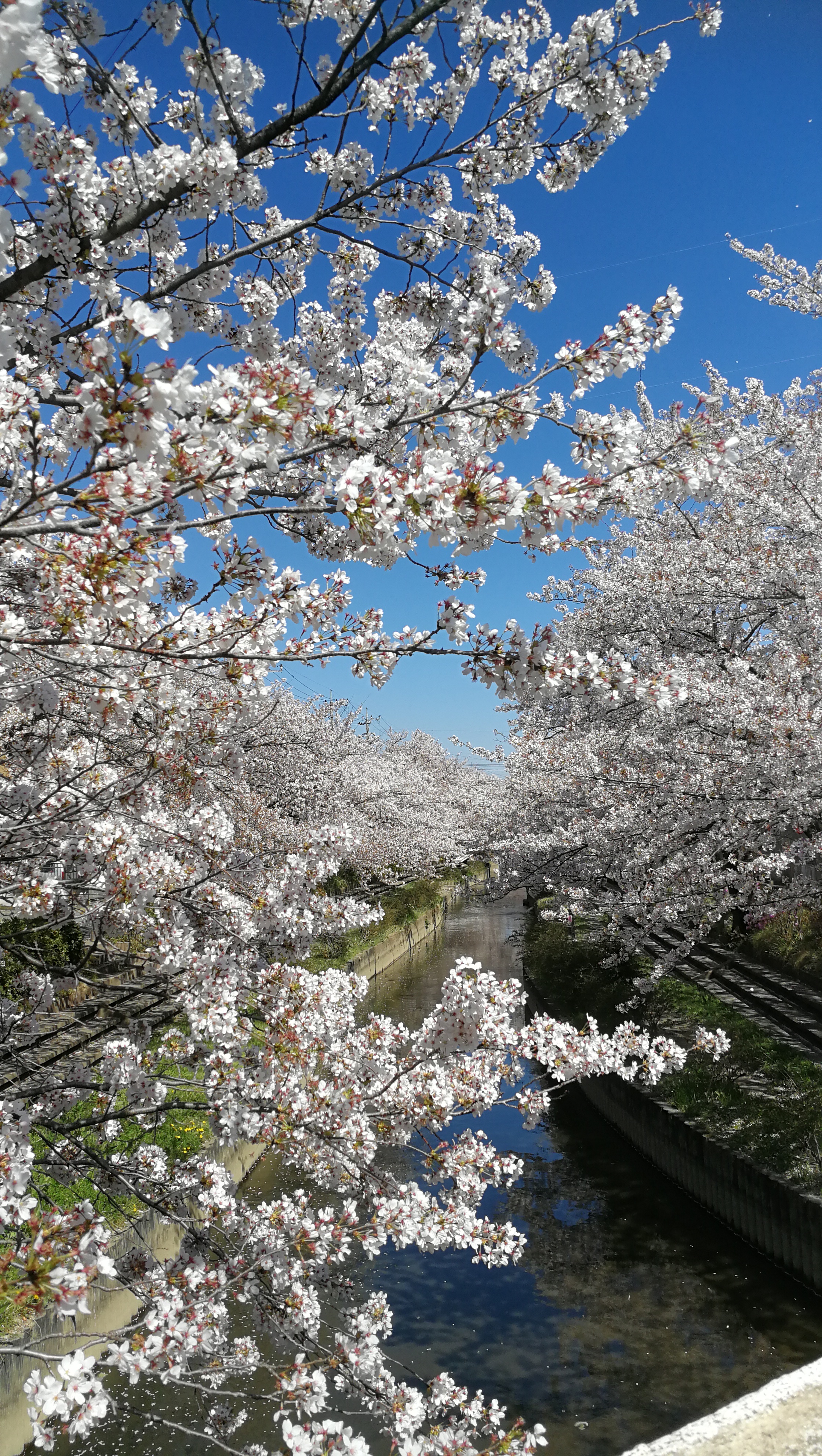 密を避けながら　鴻巣☆さくらの名所へお花見はいかがですか？