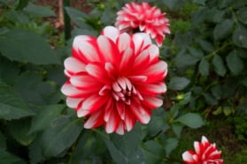 20210930dahlia-enmusubi