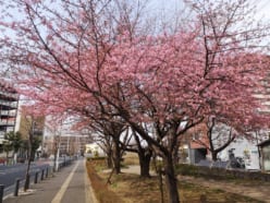 エルミパークの河津桜?