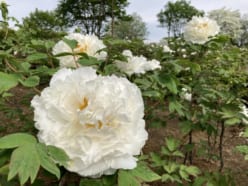 東松山牡丹園が見頃です！