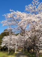 氷川神社（滝馬室）の桜?　　　