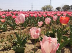 花のオアシスフェア🌷「チューリップまつり」4/8・4/9🌷